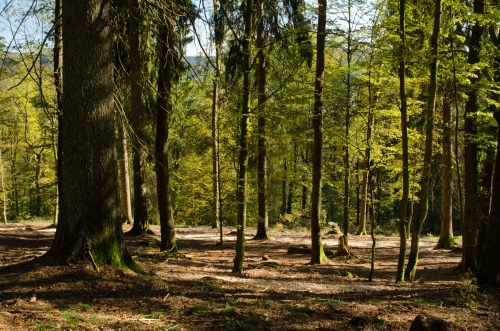 RuheForst Bad Berleburg