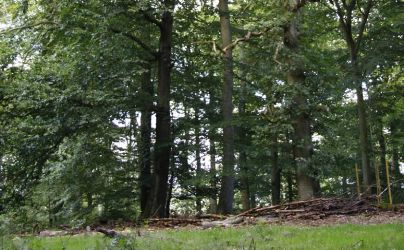 RuheForst Marburger Land