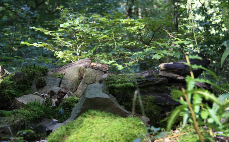 RuheForst Marburger Land